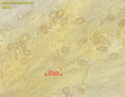 Pholiota jahnii - Sporen - Wasser  - 