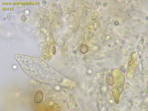 Pholiota jahnii - Cheilozystiden - Wasser  - 