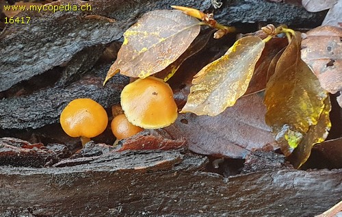 Galerina badipes - 