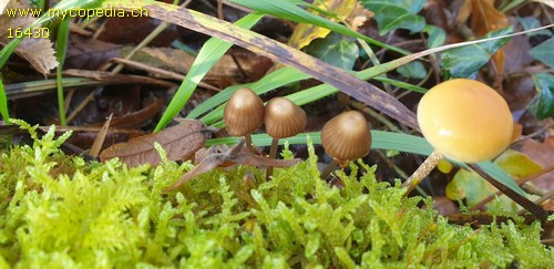 Mycena stipata - 