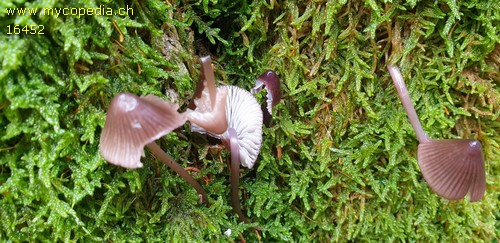 Mycena purpureofusca - 