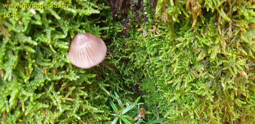 Mycena purpureofusca - 