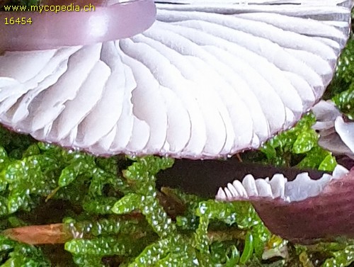 Mycena purpureofusca - 