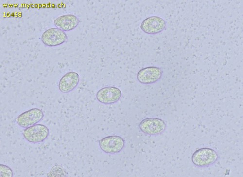 Mycena purpureofusca - Spore/n - Wasser  - 