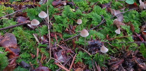 Mycena metata - 