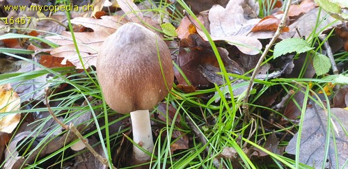 Macrolepiota excoriata - 