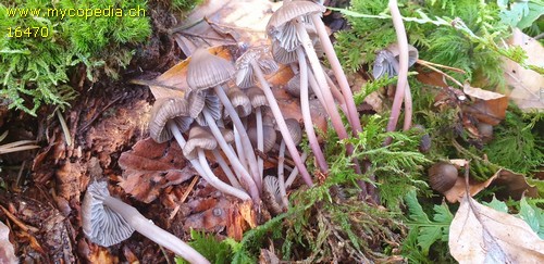 Mycena inclinata - 