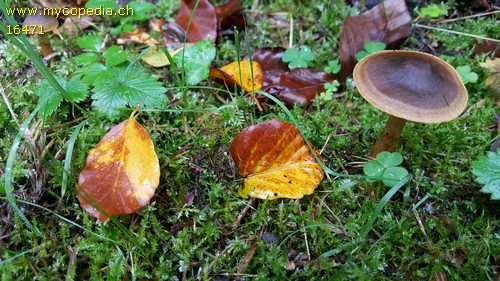 Cortinarius sommerfeltii - 