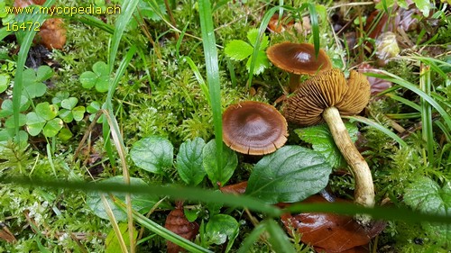 Cortinarius sommerfeltii - 