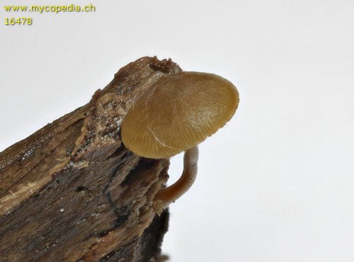 Simocybe centunculus - 