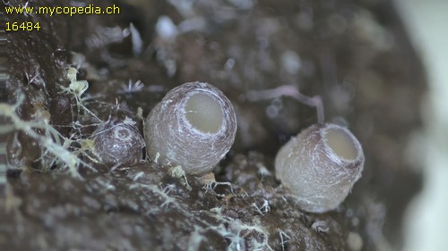 Pseudombrophila theioleuca - 