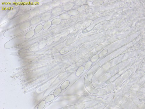 Pseudombrophila theioleuca - 