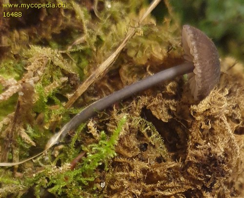 Entoloma variabilisporum - 