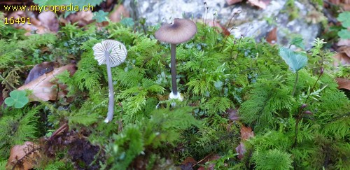 Entoloma asprellum - 