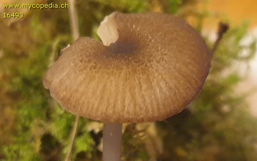 Entoloma asprellum - 