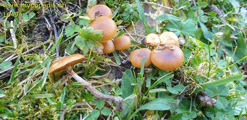 Galerina marginata - 