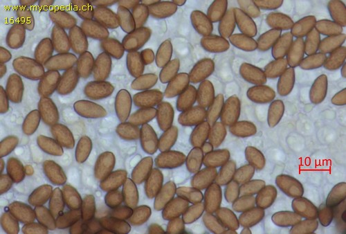 Galerina marginata - Spore/n - KOH  - 