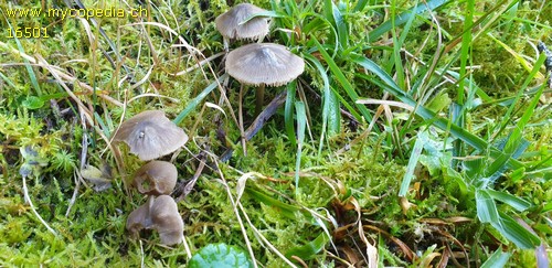 Entoloma conferendum - 