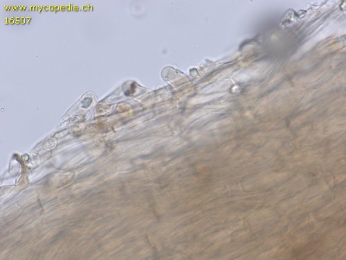 Hydropus scabripes - HDS - Wasser  - 