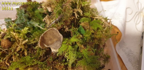 Helvella solitaria - 