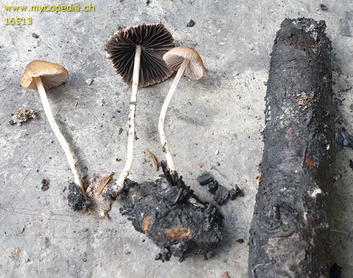 Psathyrella microrhiza - 