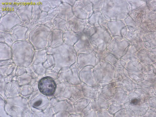 Psathyrella microrhiza - HDS - Wasser  - 