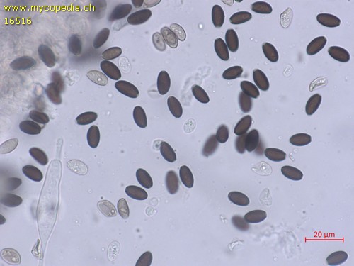 Psathyrella microrhiza - Sporen - KOH  - 