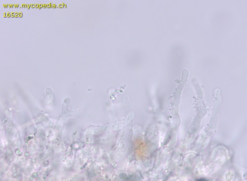 Deconica crobulus - Cheilozystiden - Wasser  - 