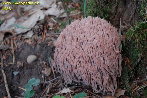 Ramaria rubella - 