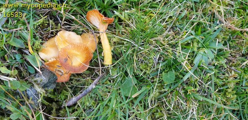 Hygrocybe glutinipes - 