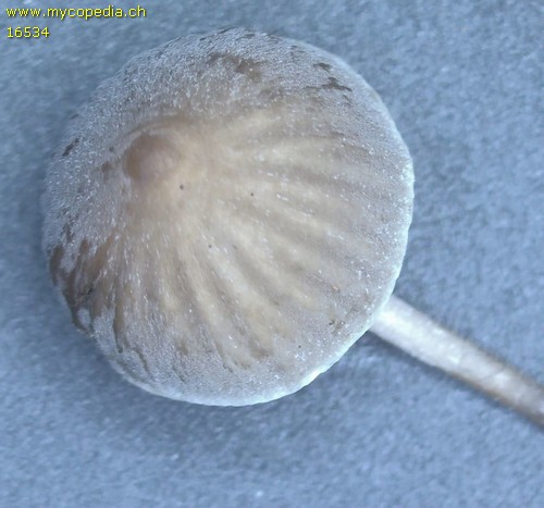 Mycena erubescens - 