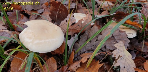 Clitocybe nebularis - 