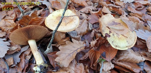 Cortinarius splendens - 