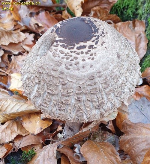 Chlorophyllum olivieri - 