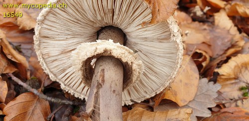 Chlorophyllum olivieri - 