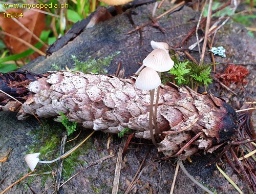 Mycena metata - 