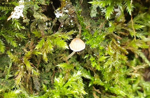 Mycena olida - 