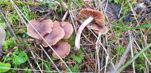 Cortinarius duracinus - 