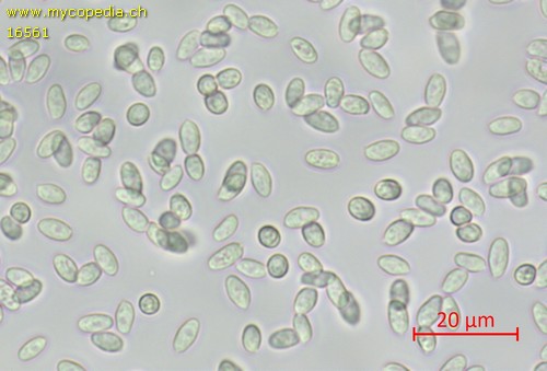 Myochromella boudieri - Spore/n - Wasser  - 