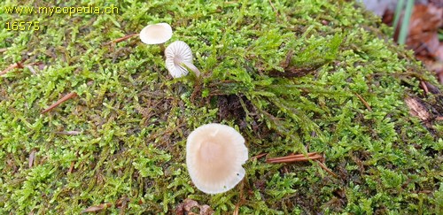 Mycena erubescens - 