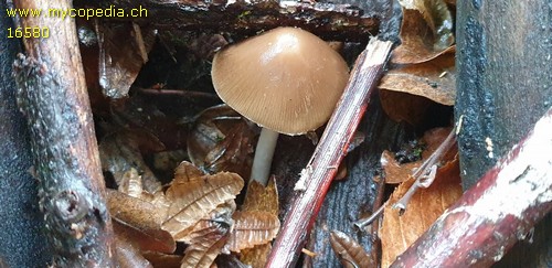 Psathyrella lutensis - 