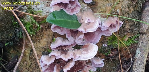 Chondrostereum purpureum - 