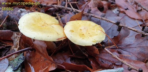 Hygrophorus lucorum - 