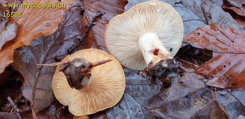 Lactarius quietus - 