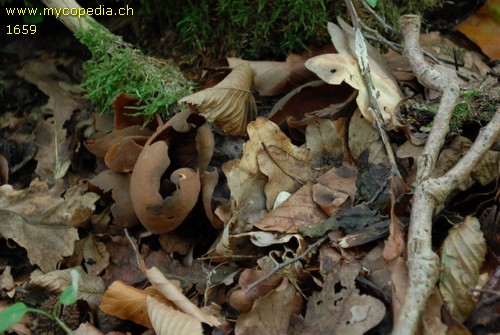 Otidea alutacea - 