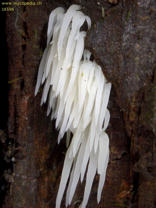 Hericium erinaceus - 