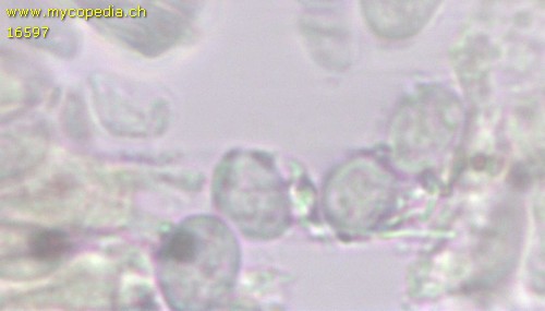Hericium erinaceus - 
