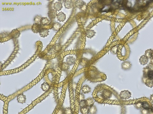 Hemitrichia serpula - Elateren - Wasser  - 