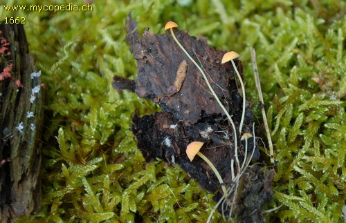 Mycena acicula - 