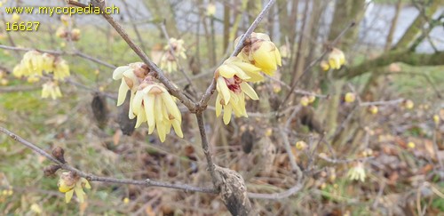 Chimonanthus praecox - 
